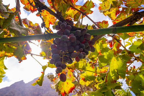 Close-Up Of Grape Bunch At Organic Vineyard Against Sun