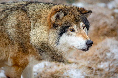 Close-up of male wolf standing in the forest in early winter