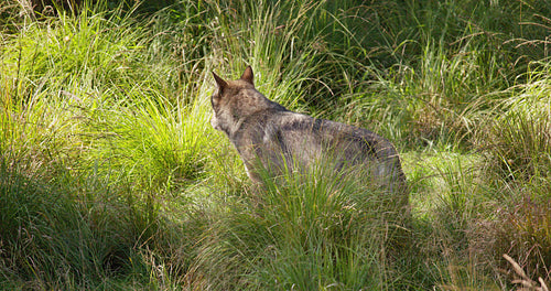 Lonely adult grey wolf after rivals and danger in the forest