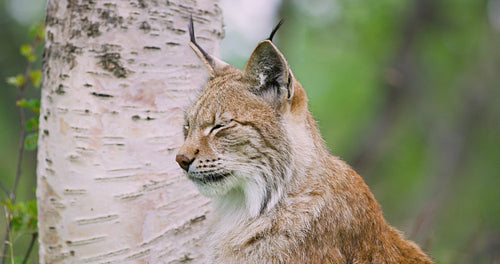 Close-up portrait of european lynx sitting in the forest