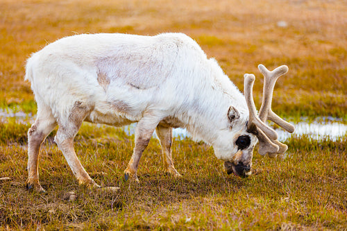 Close-up of reindeer eating at Svalbard