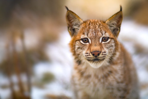 Eurasian lynx rests in the forest at early winter