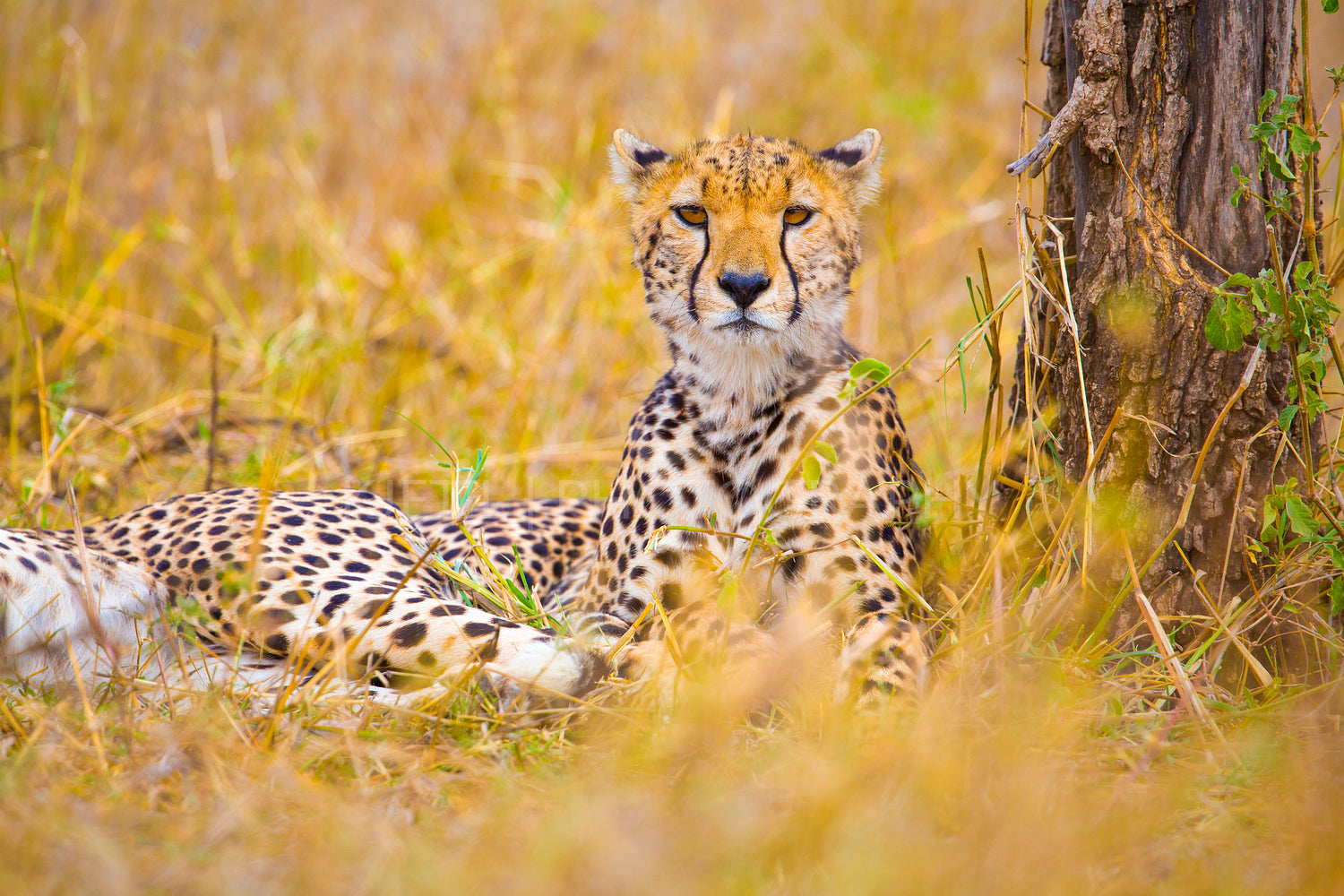 One beautiful cheetah rests at the savannah in Serengeti