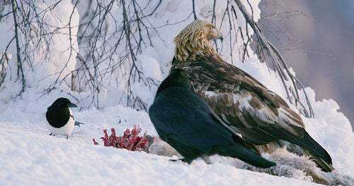 Close-up of golden eagle looking for enemies in the mountains at winter