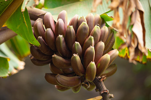 Close-Up Of Fresh Organic Red Banana's Bunch