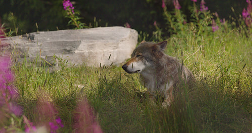 Large adult male grey wolf rests in the shadow at the grass in forest