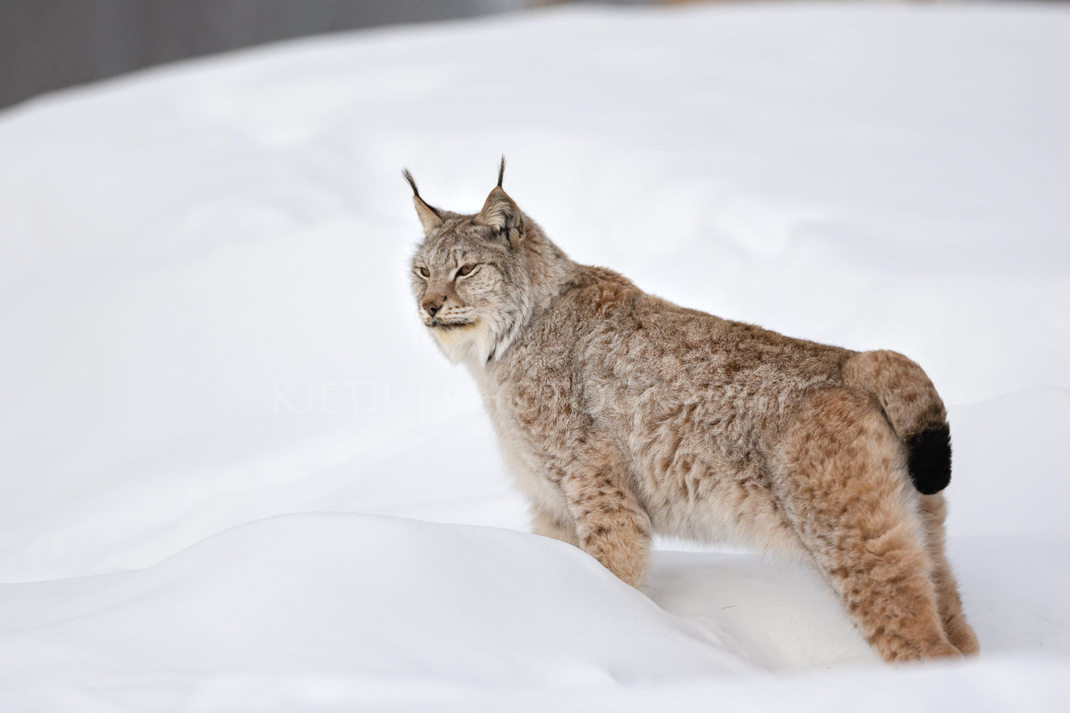 Full length side view of lynx standing on snow