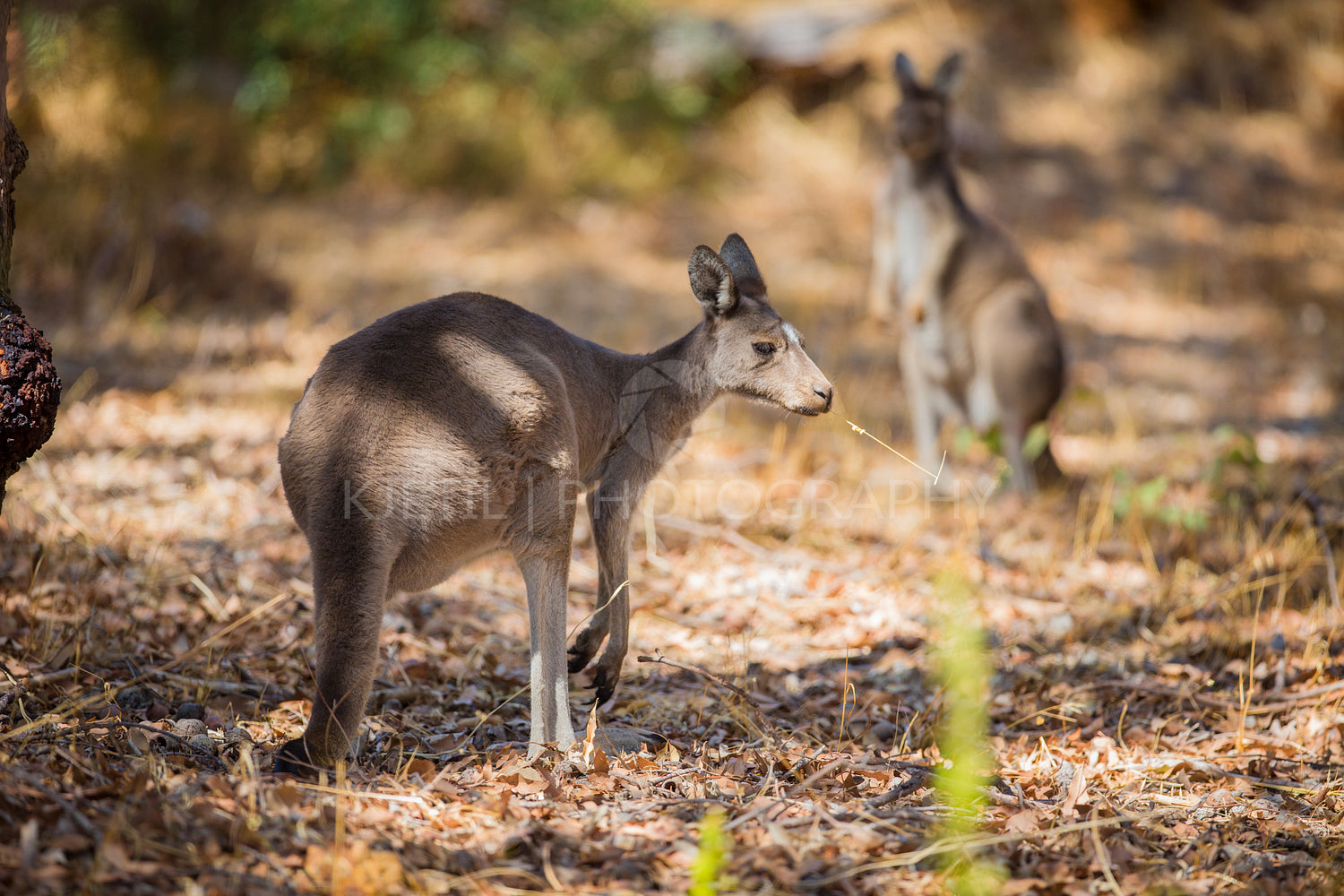 Kangaroo eating in woods