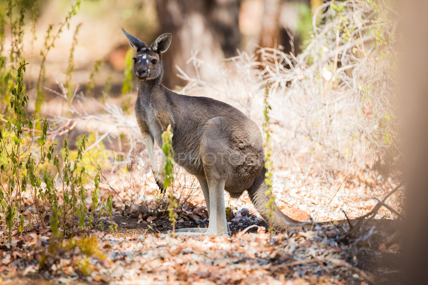 One kangaroo in the wild