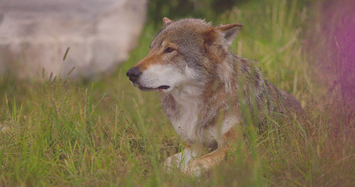 Close-up of a large adult male grey wolf looks and smells after for prey in a grass meadow