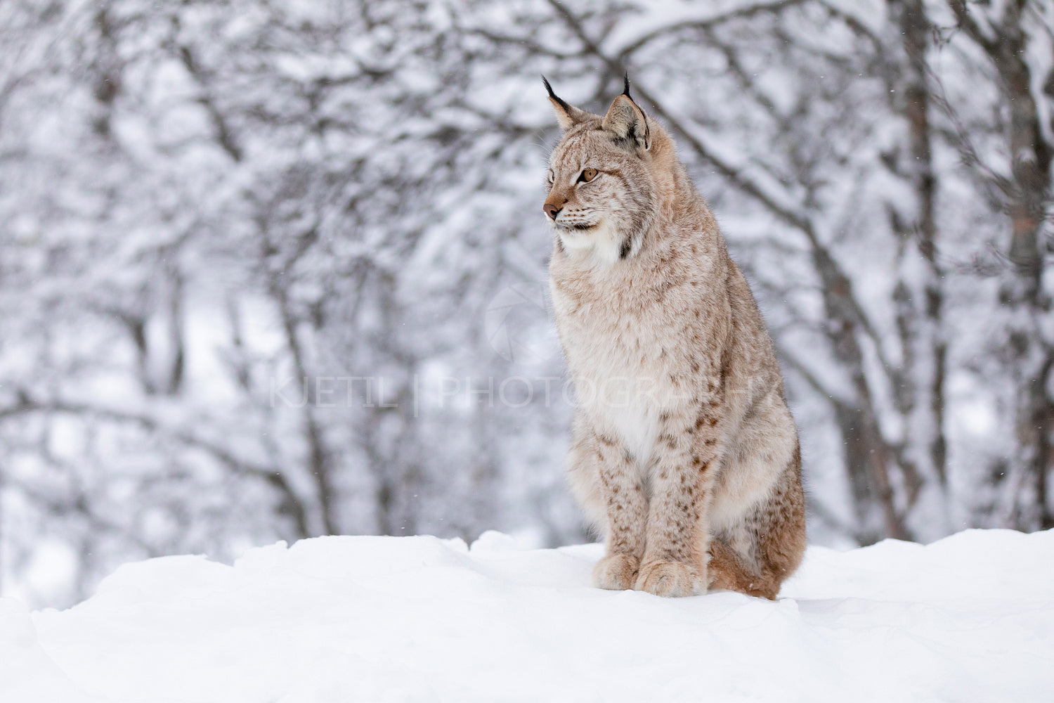 Portrait of beautiful lynx cat in the winter snow
