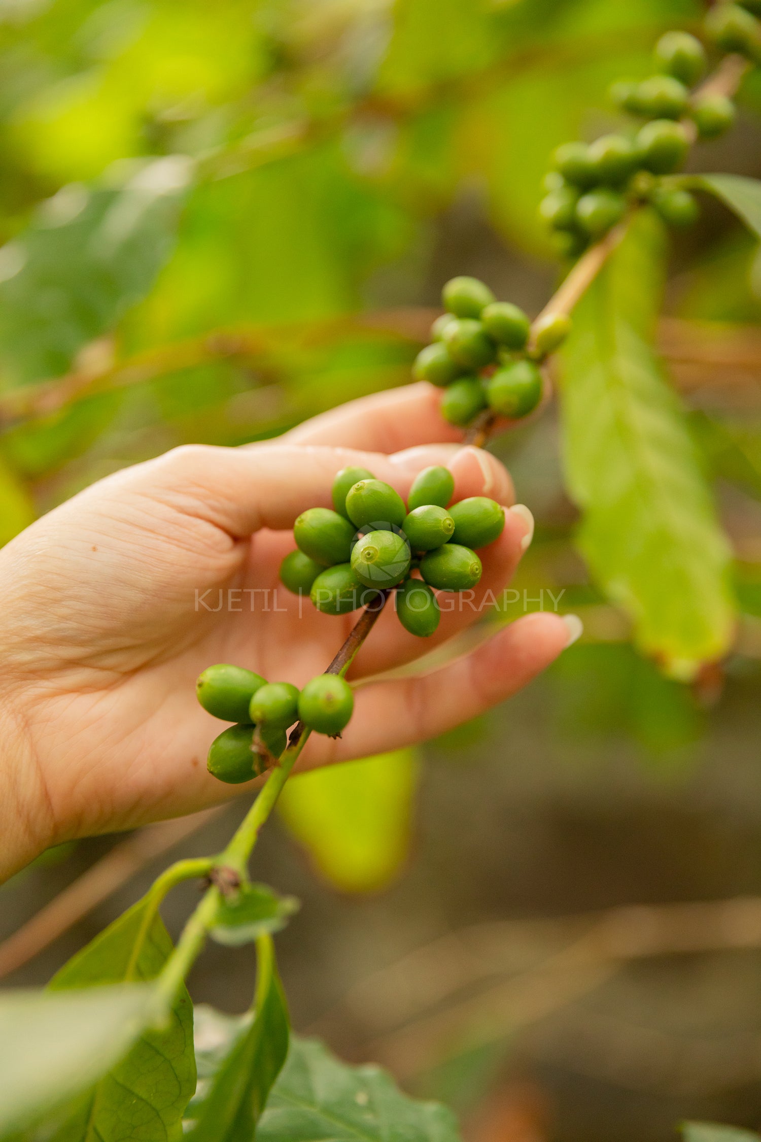Close-Up Of Woman Holding Fresh Coffee Twig