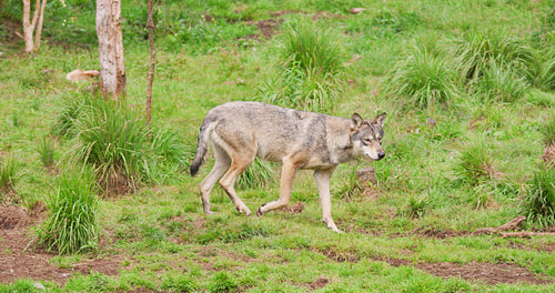 Wolf walking on field in forest