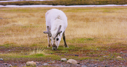 Close-up of reindeer eating grass in the arctic nature