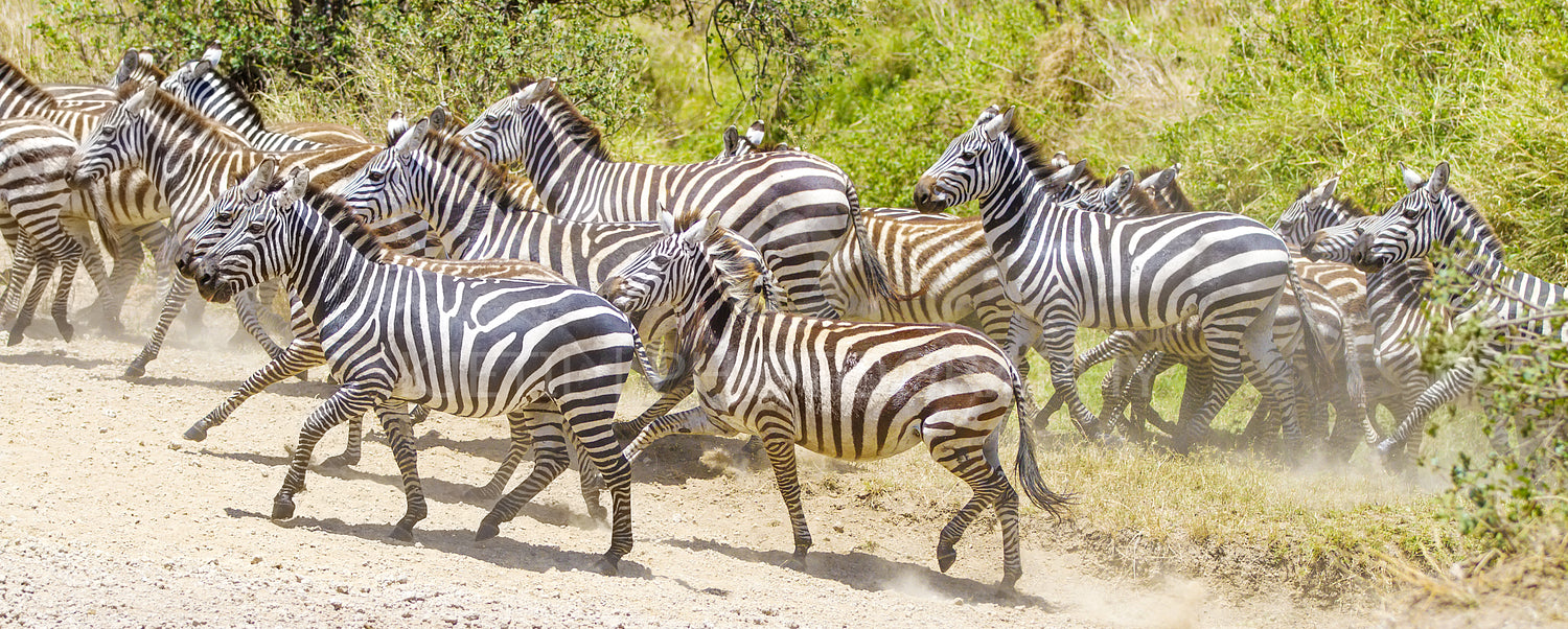 Zebras running at the plains of Serengeti