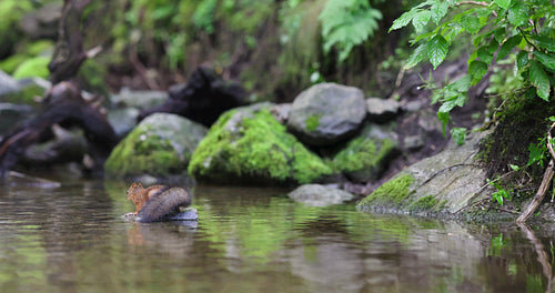 Red squirrel jump from a rock and shake off water