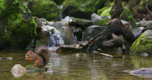 Red squirrel jump from rock to rock with a nut in the mouth