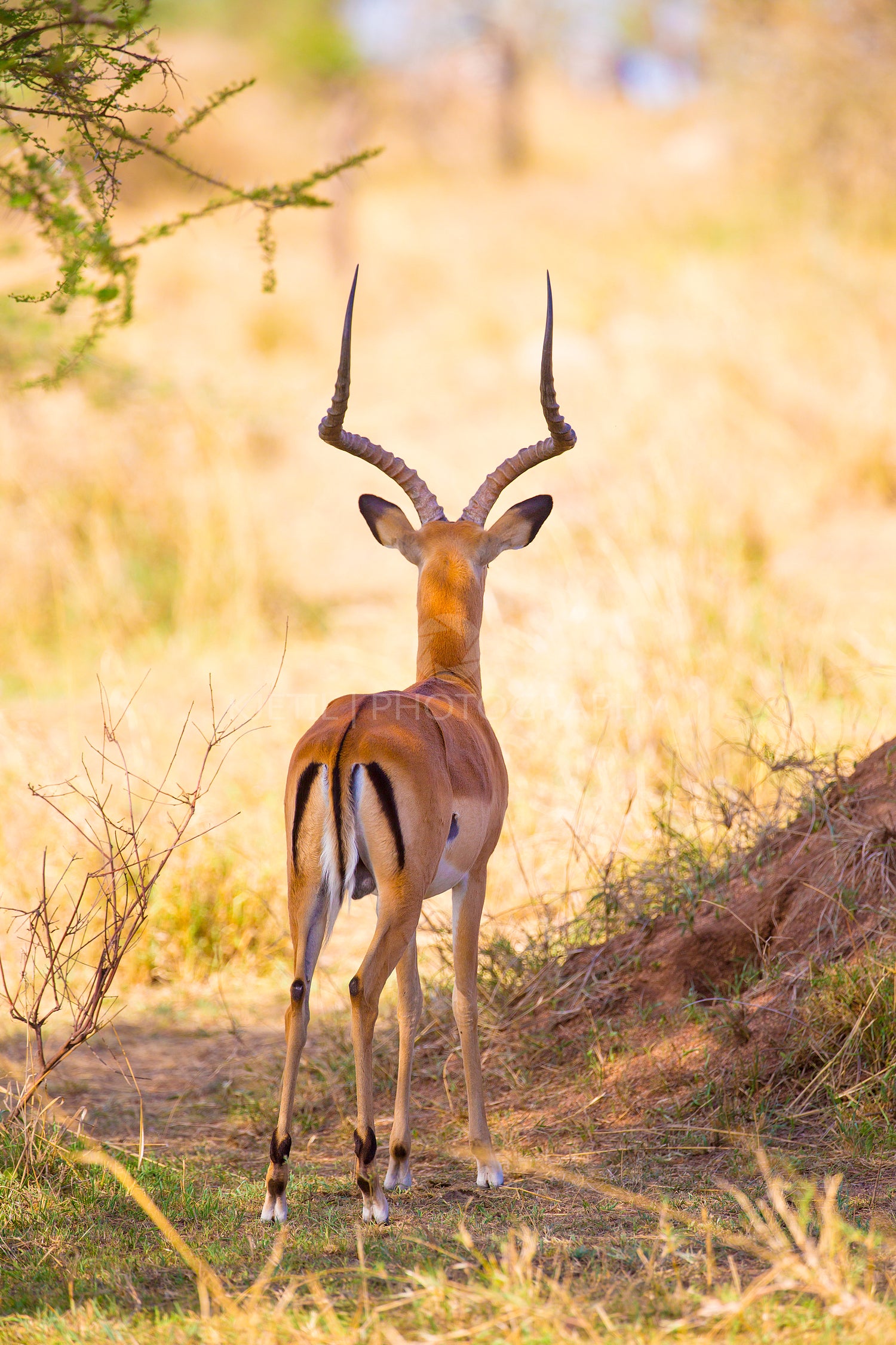 Gazelle looking for enemies in Serengeti