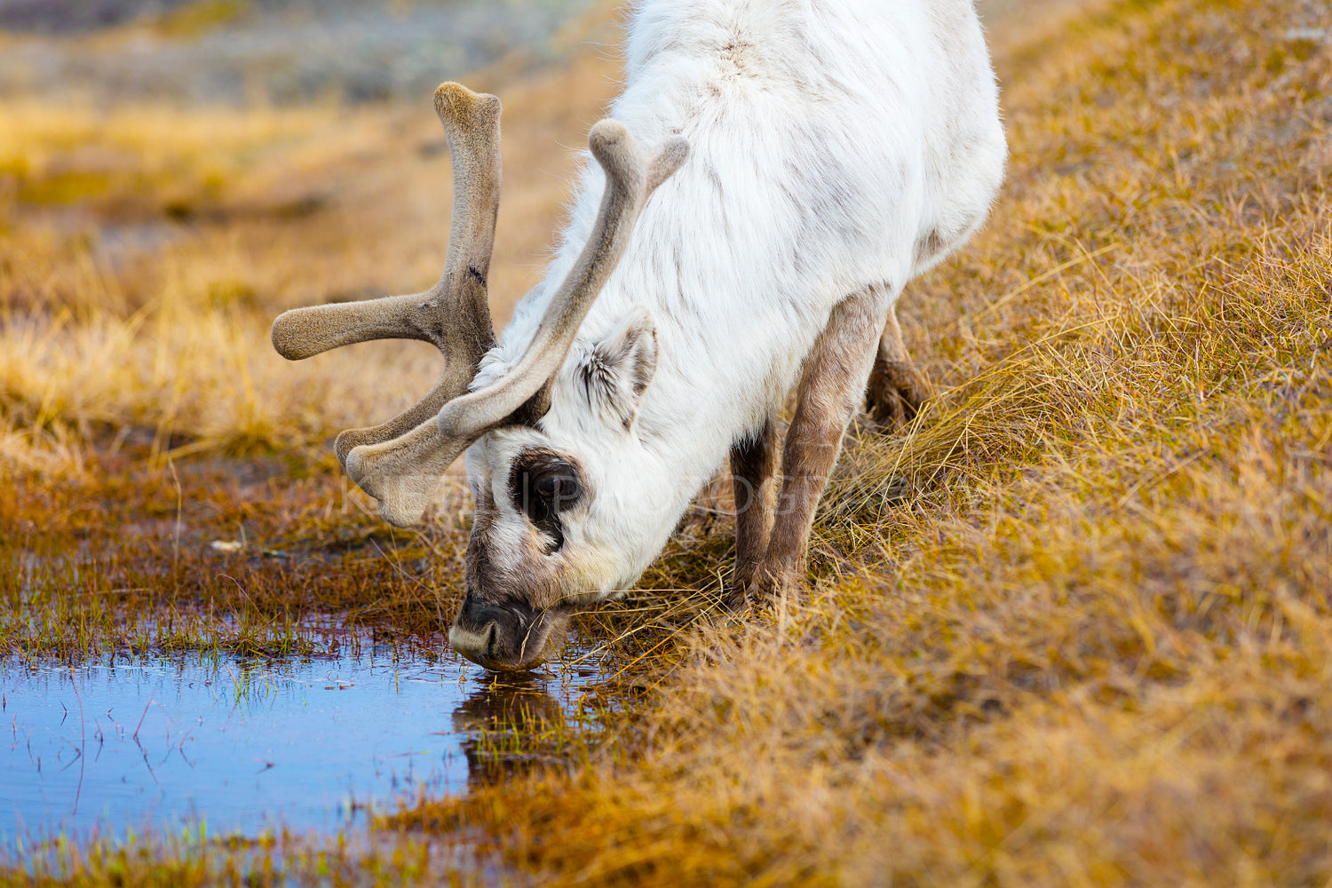 Close-up of reindeer drinking water in the arctic nature