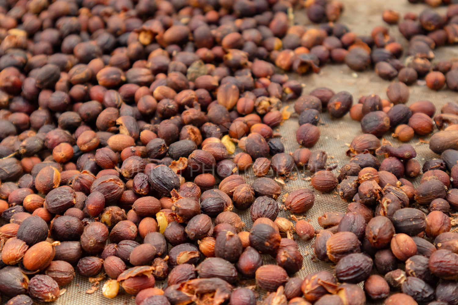 Raw Coffee red cherry fruits beans drying in crate