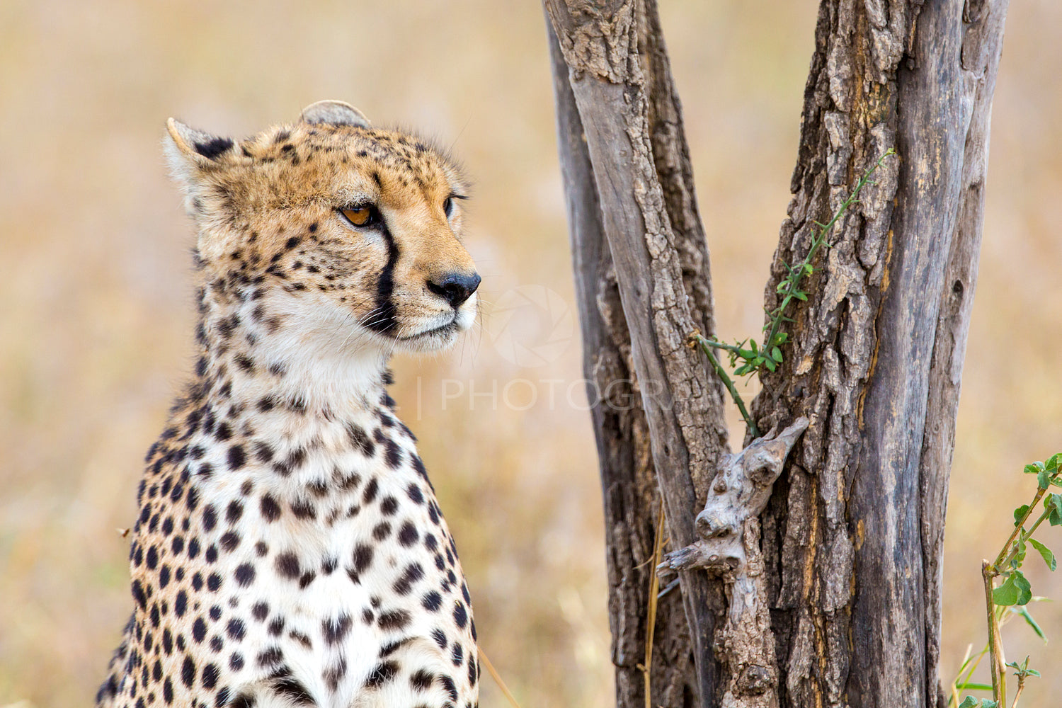 Cheetah rests under tree in Serengeti