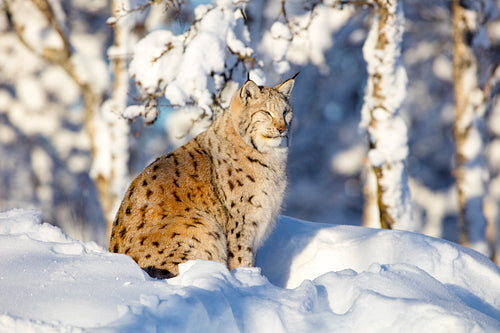 Close-up of lynx cat resting in the winter sun