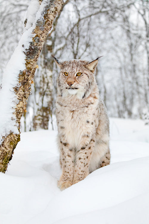 Close up portrait of beautiful adult lynx cat in the winter snow