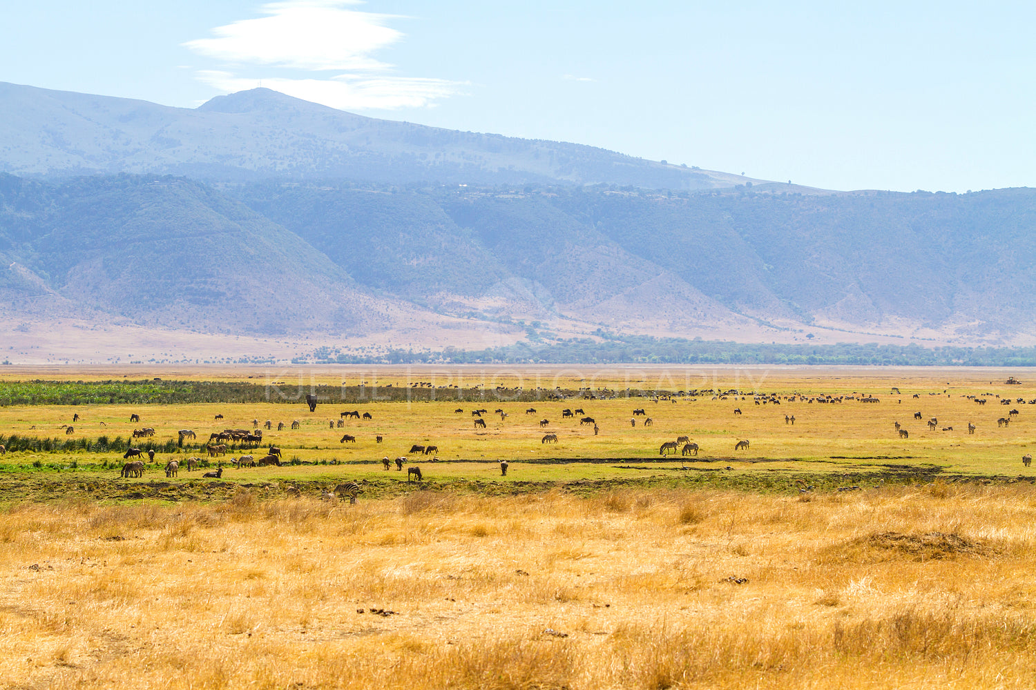 Herds of wild animals grazing in Ngorongoro
