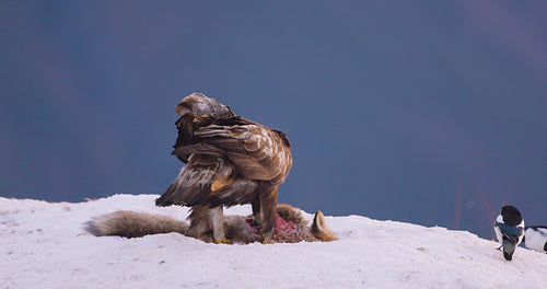 Large golden eagle looking out for rivals in windy mountains at winter