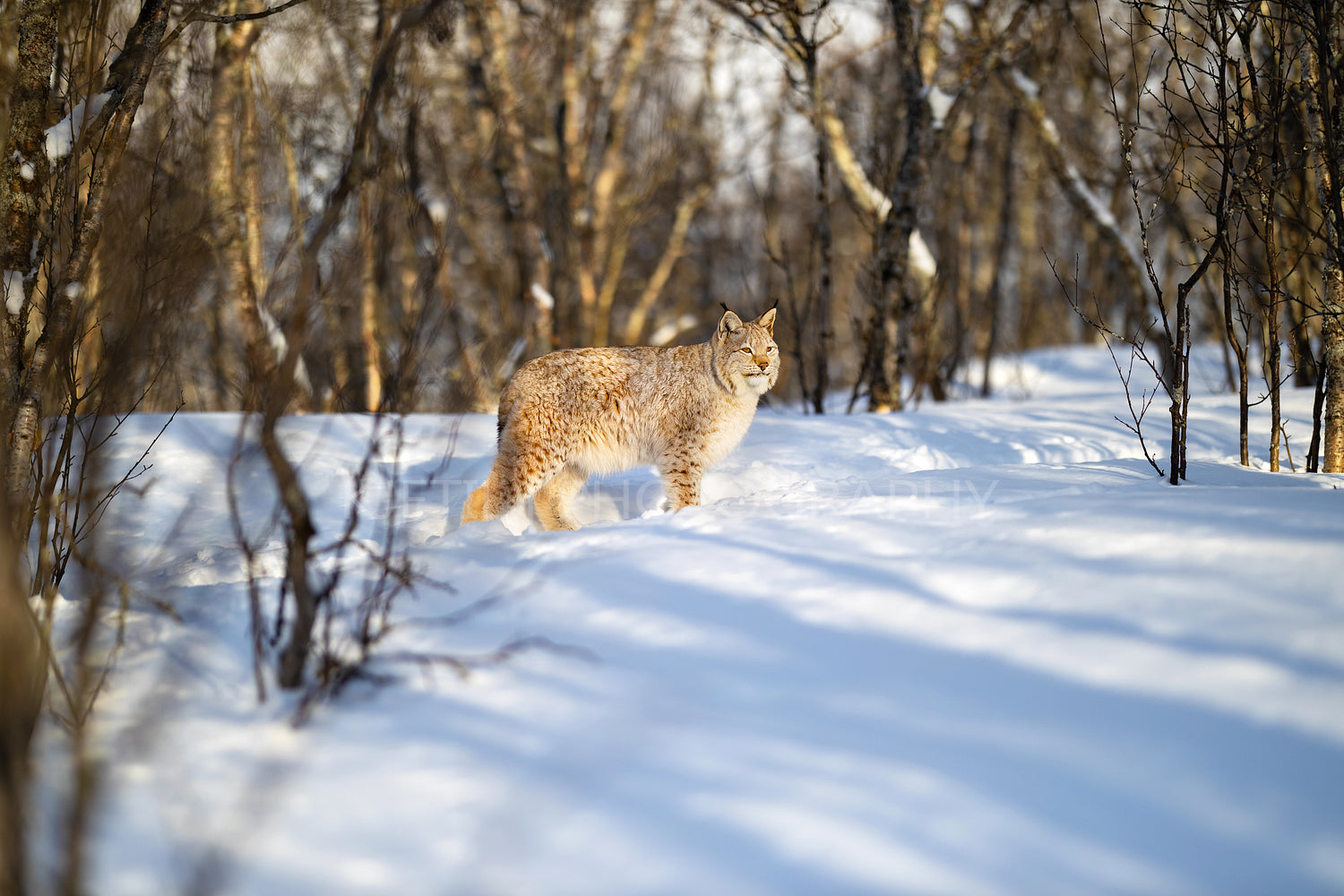 Alert Eurasian lynx looking away on snow near bare trees