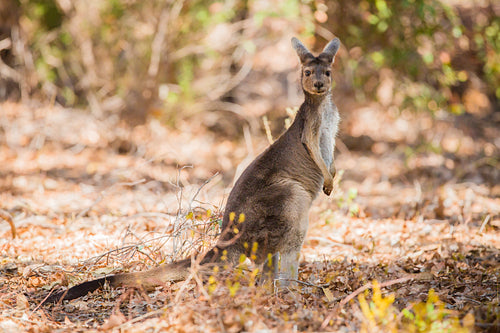 Kangaroo in the wild