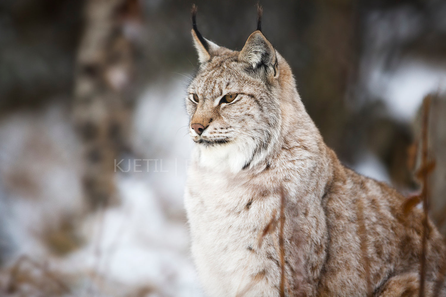 Lynx sitting in the winter forest