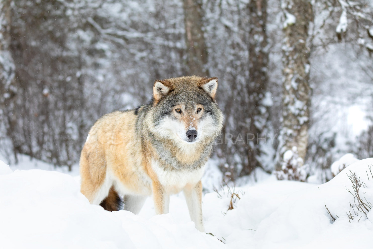 Beautiful wolf standing in the snow in beautiful winter forest
