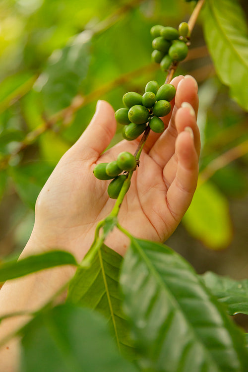 Close-Up Of Woman Inpects Fresh Coffee Fruits on Twig