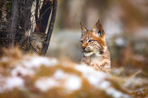 Young eurasian lynx hiding in the forest at winter