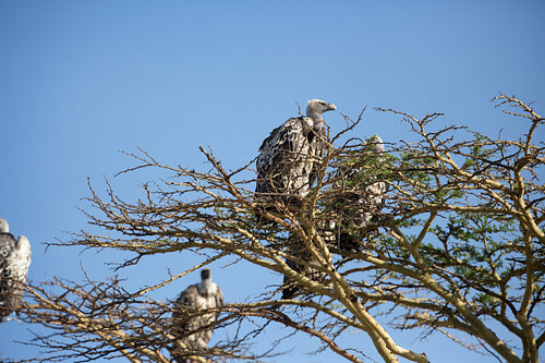 Vultures in tree