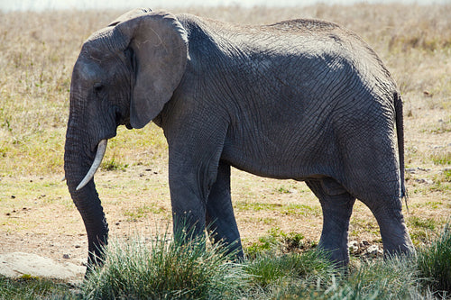 Elephant in Serengti