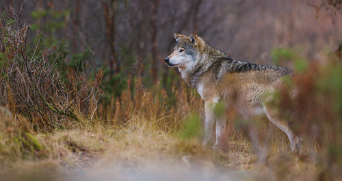 Wild male wolf standing between bushes in the forest