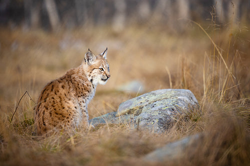 Close-up of a beautiful eurasian lynx cub sitting in the forest