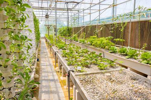 Growing Healthy Food in Hydroponic Greenhouse for the Environment