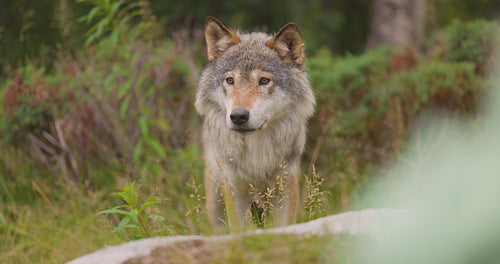 Close-up of beautiful grey wolf standing in the forest observing