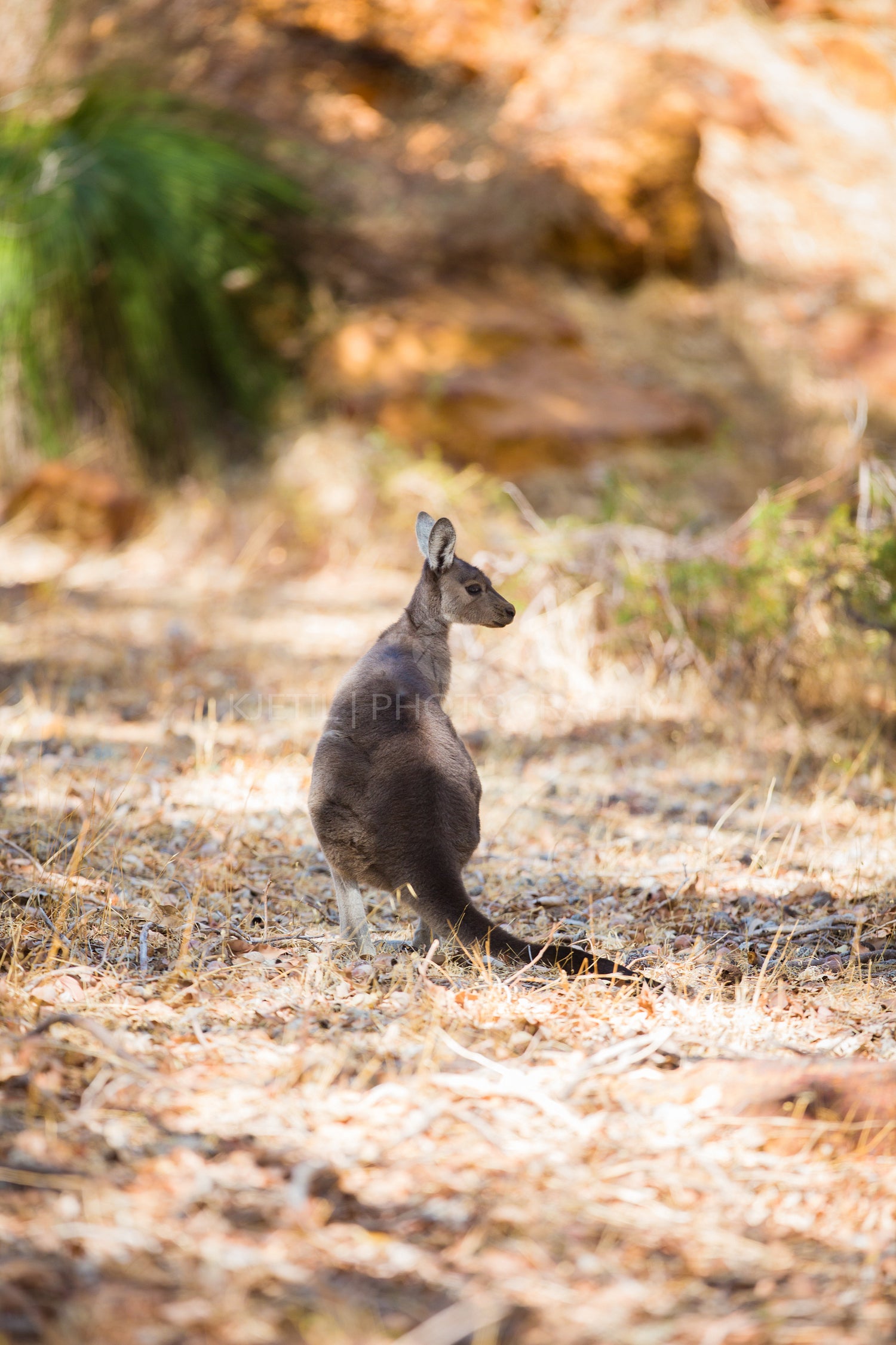 Young and small kangaroo