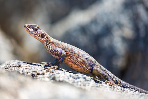 Gecko standing on a rock in Africa
