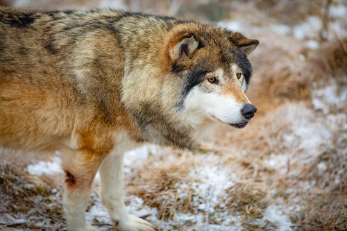 Close-up of male wolf standing in the forest in early winter