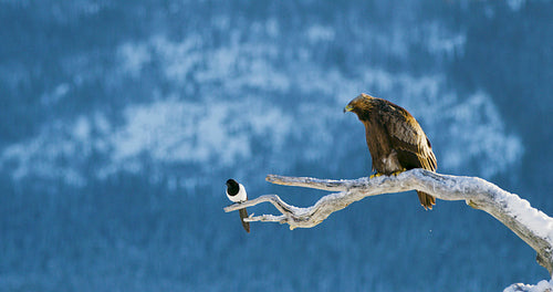Golden eagle and magpie sits on a tree in the mountains at winter