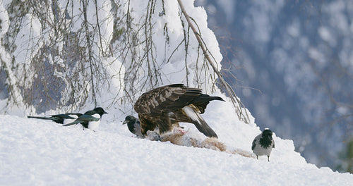 Golden eagle eating on dead fox and looking for rivals in the mountains at winter