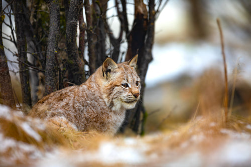 Eurasian lynx hiding in the forest at early winter