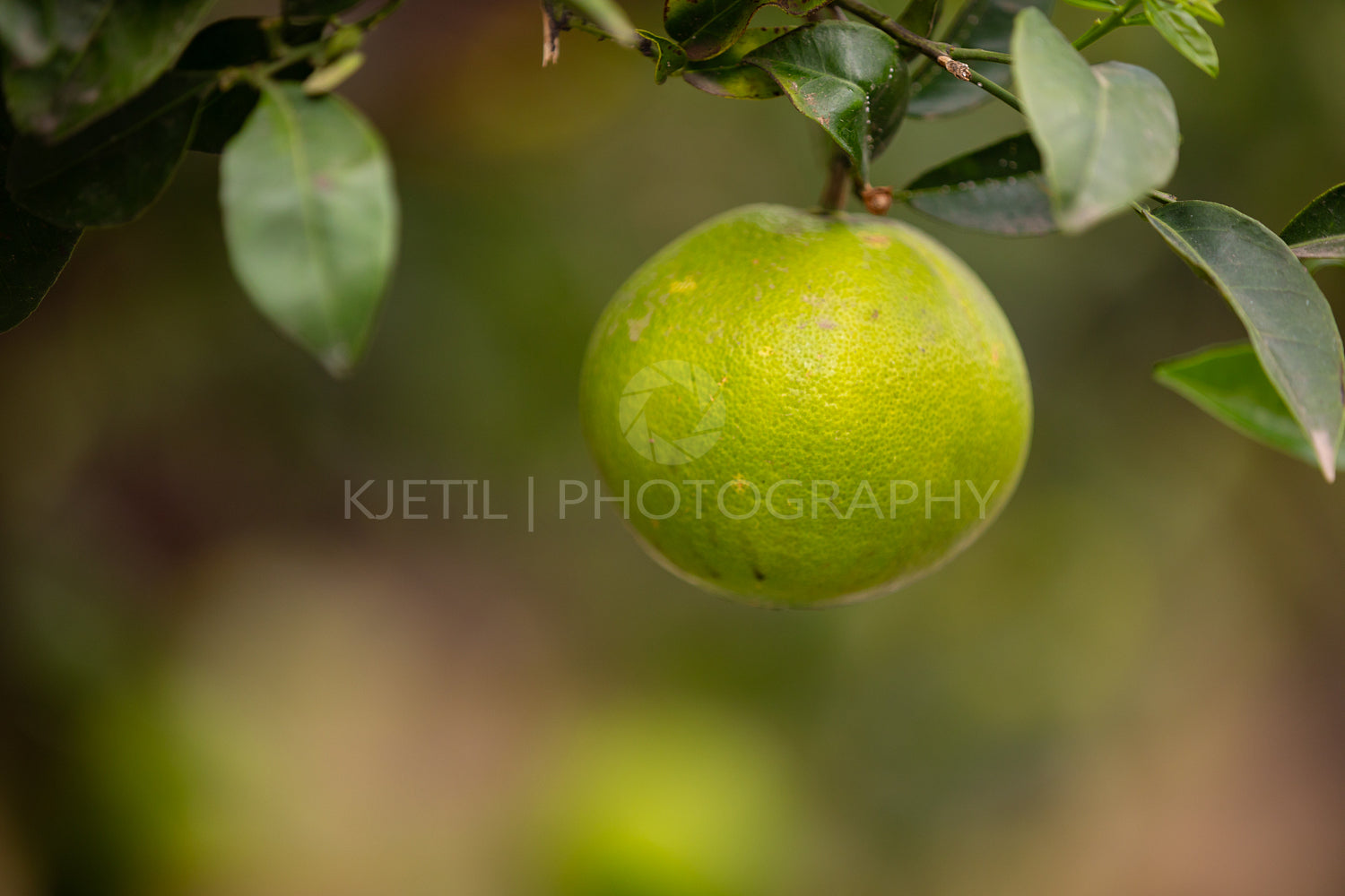 Close-Up Of One Organic Fresh Lemon Hanging in Tree