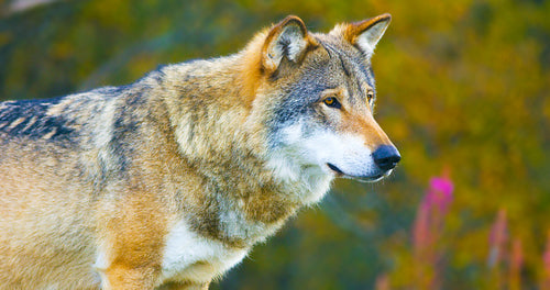 Large male grey wolf in the autumn colored forest