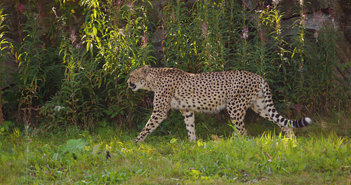 Alert cheetah walking in the shadows on a grassy field